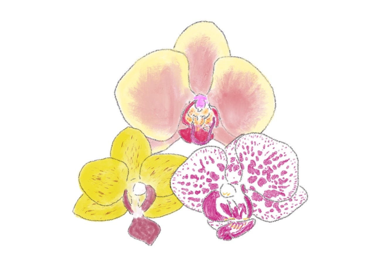 No. 7: Orchids - by Dan Greene - and also display picture 1