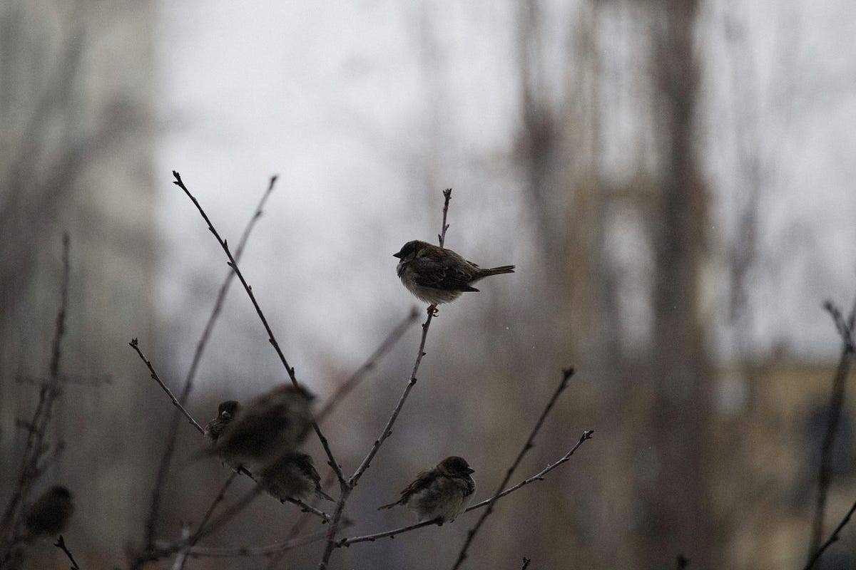 Finches on branches in a foggy morning.