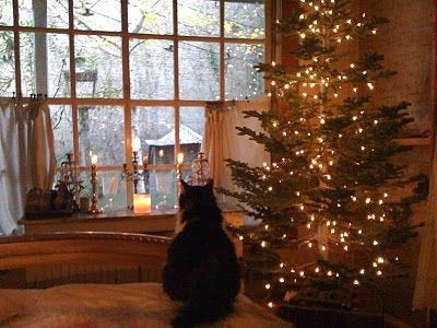 This may contain: a cat sitting in front of a christmas tree with lights on it's branches