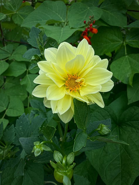 Seedling dahlias