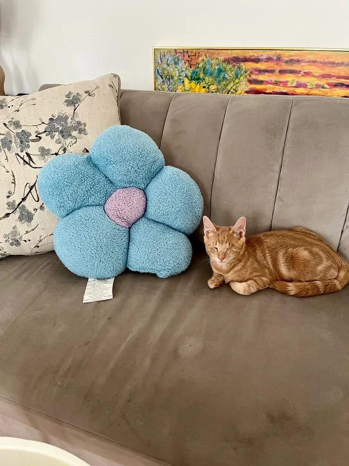 Chester napping in a variety of adorable positions: loafing, on his back with his legs splayed out, curled up in a ball, etc.