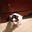 Moo Cat's avatar