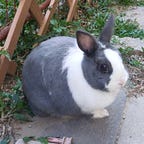 3尾兔仔໒₍｡ •᎔• ｡₎১