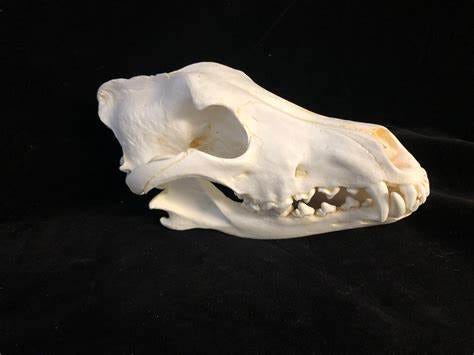 Gray Timber Wolf Skull - SkeletonsAndSkullsSuperstore