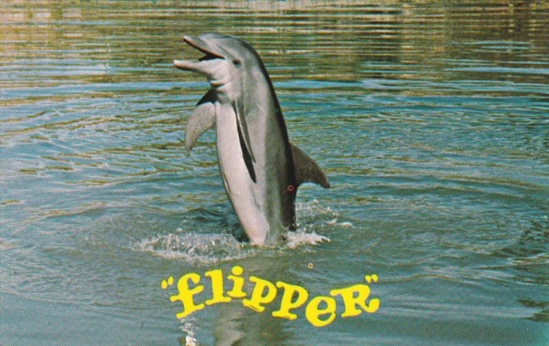 Saturday 9: Flipper (MelaniePenelope) Saturday 9: Flipper (MelaniePenelope)