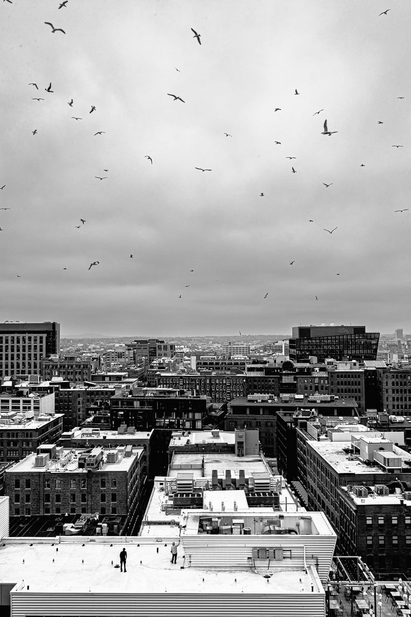 Chaotic flight of birds across a stormy Seaport skyline, captured from above in monochrome. Chaotic flight of birds across a stormy Seaport skyline, captured from above in monochrome.