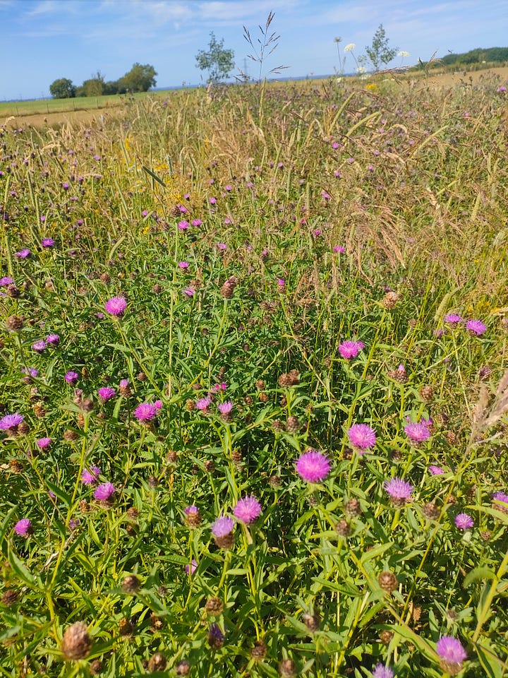 collected yellow rattle seeds, a british wildflower meadow
