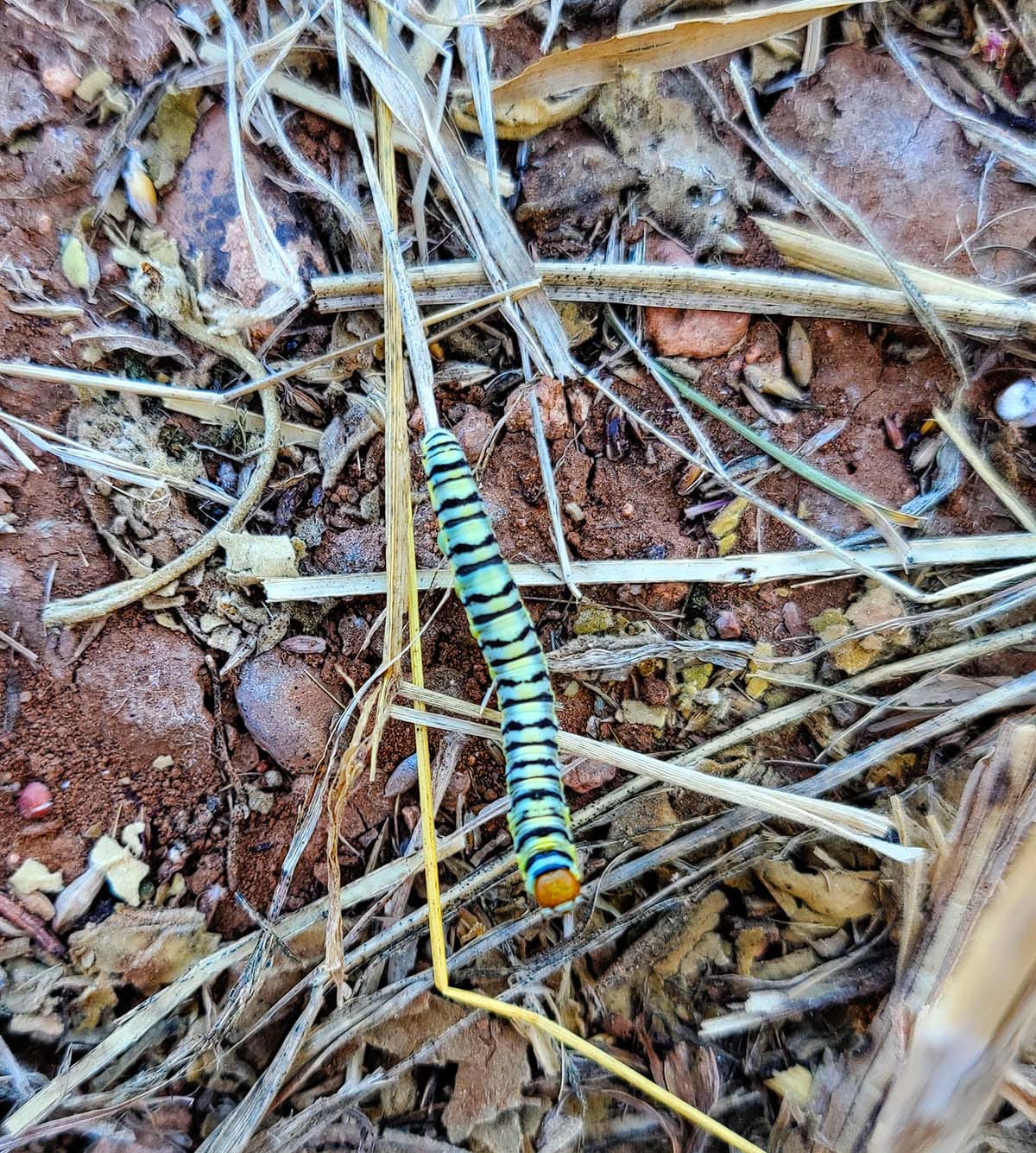A caterpillar in a wheat field. 