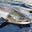 King Salmon's avatar