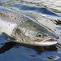 King Salmon's avatar