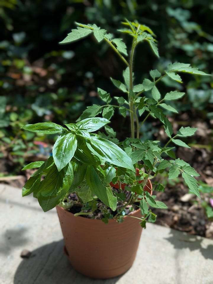 The big and little duos. Our strongest tomato plant is now about 2-3 feet tall, and it's buddy basil has been thriving separately and fueling aforementioned peach and prosciutto sandwiches, among other summer treats.