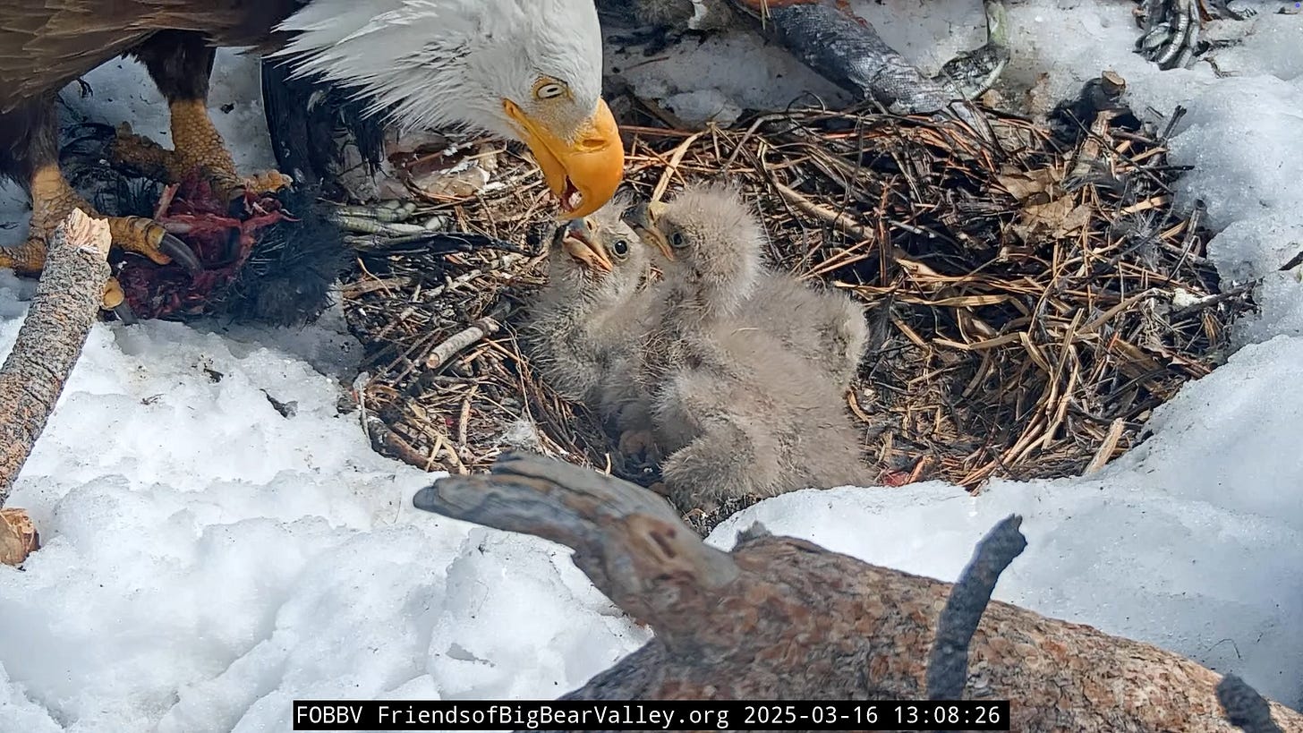 Shadow feeding his two chicks