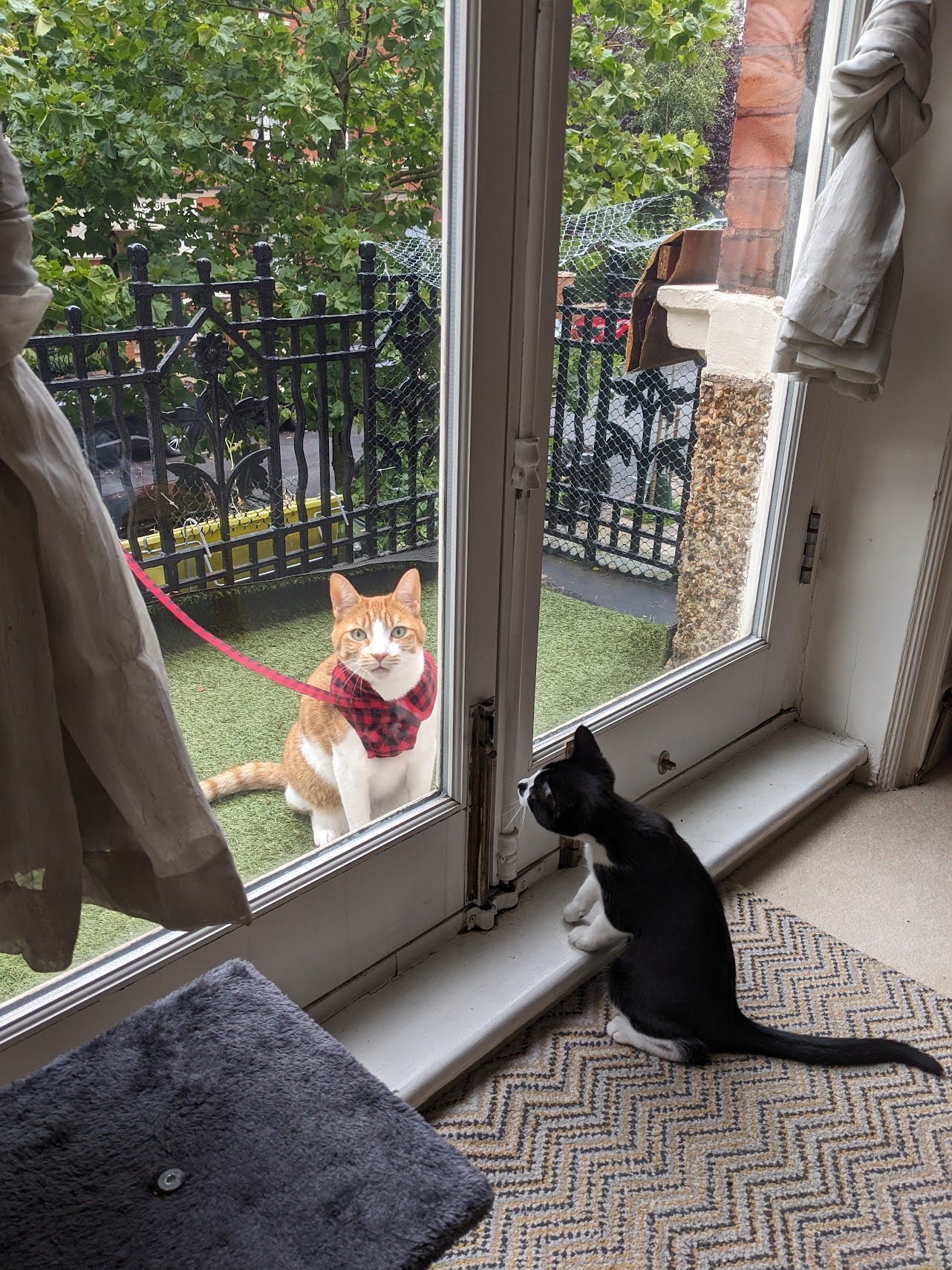 Two cats looking at each other through a french door