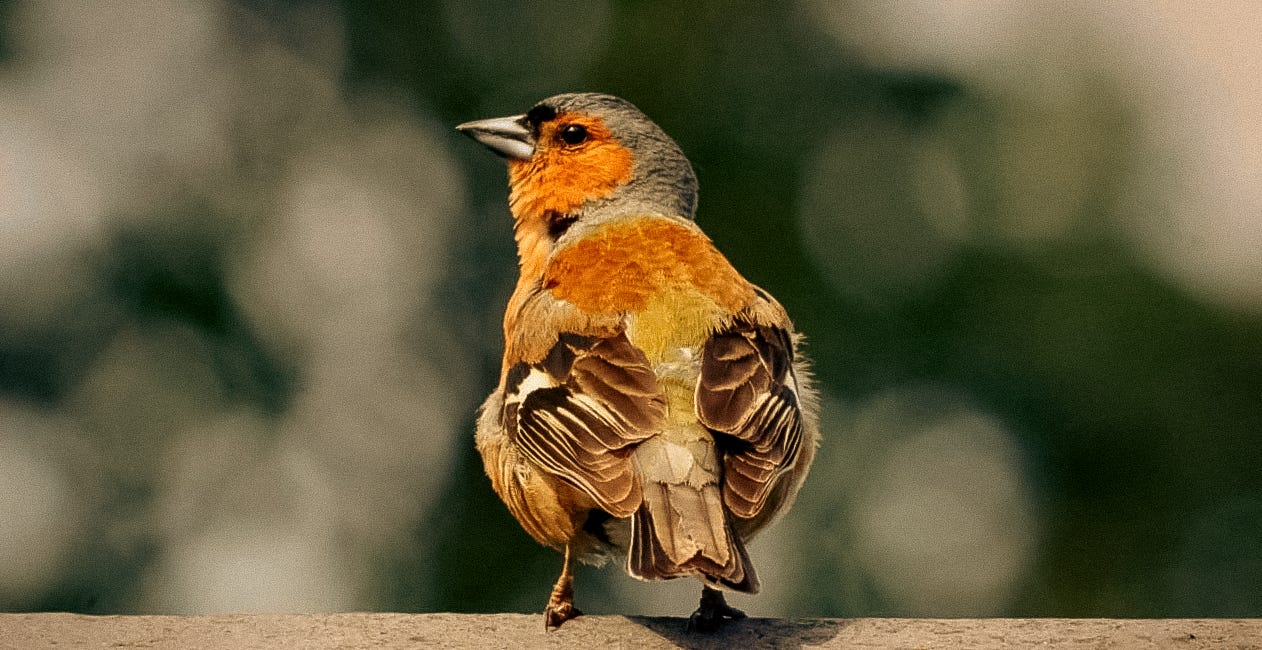 The Delightful World of a Chaffinch 