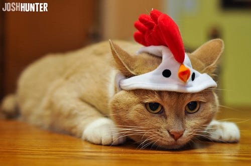 No Cats Here. Just a Chicken... With Ears No Cats Here. Just a Chicken... With Ears