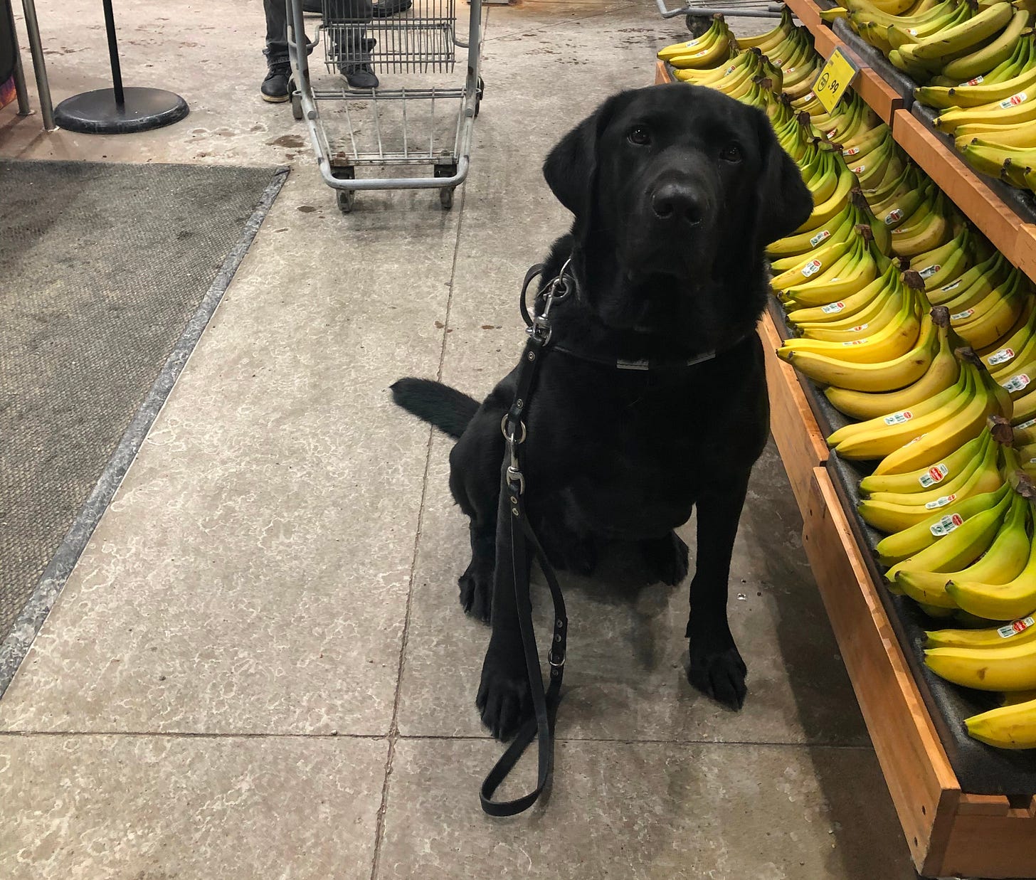 photo of a black lab who is a guide dog, sitting next to the bananas in the store