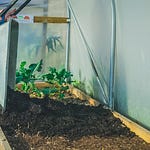 The Edible Garden by Huw Richards | Substack