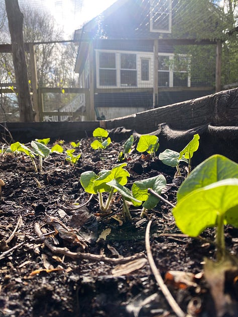 Spring Plants in Pennsylvania