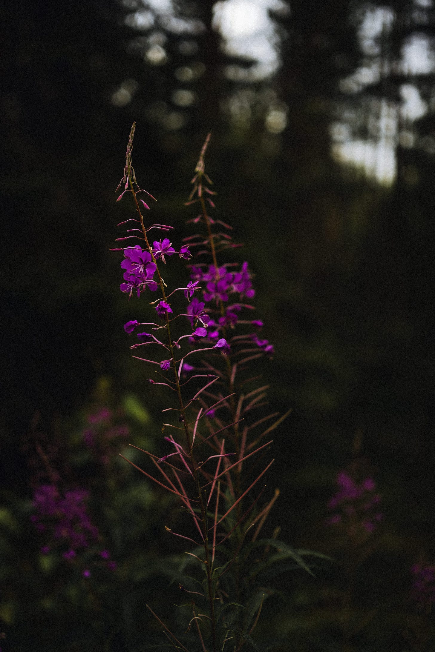 fireweed in finland maitohorsma fireweed in finland maitohorsma