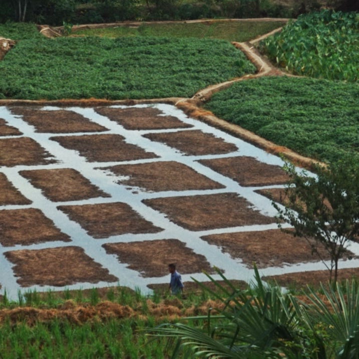 Chinese Farm Chronicles