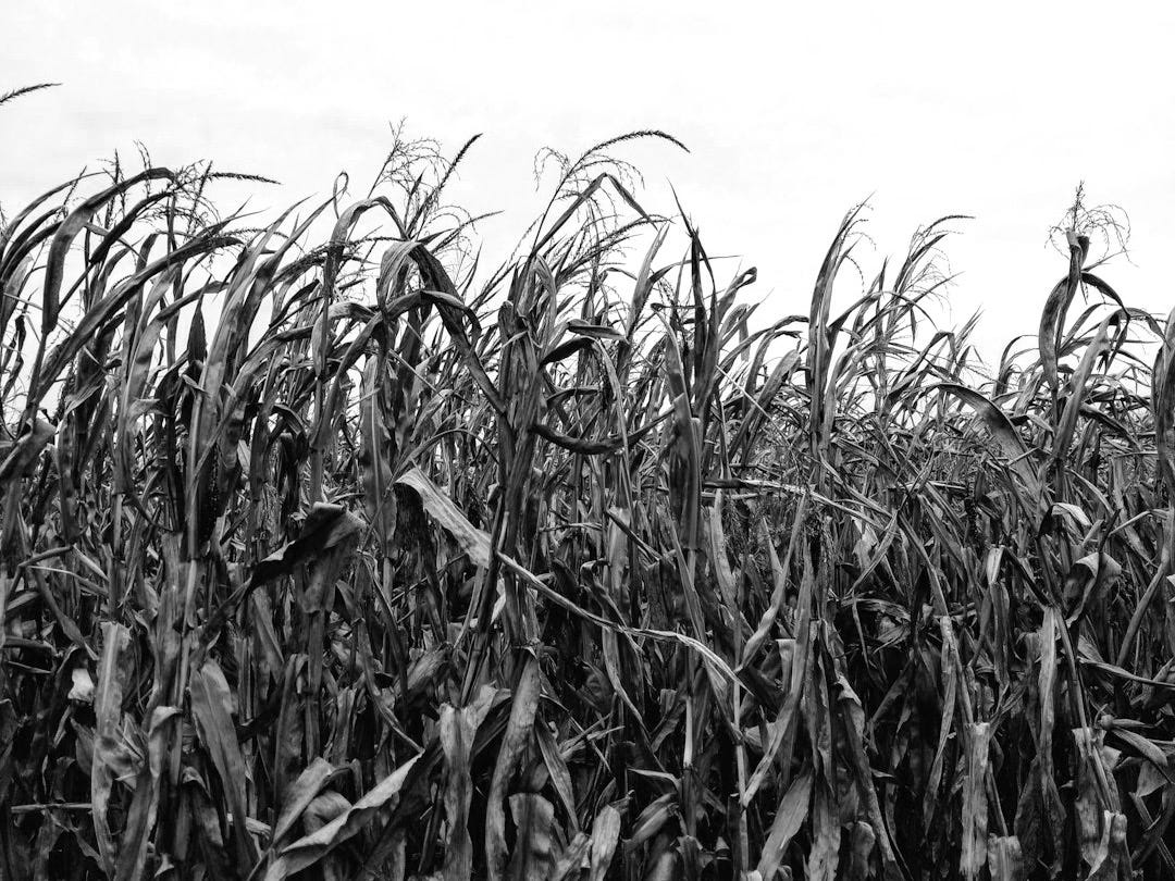 brown corn field under white skies