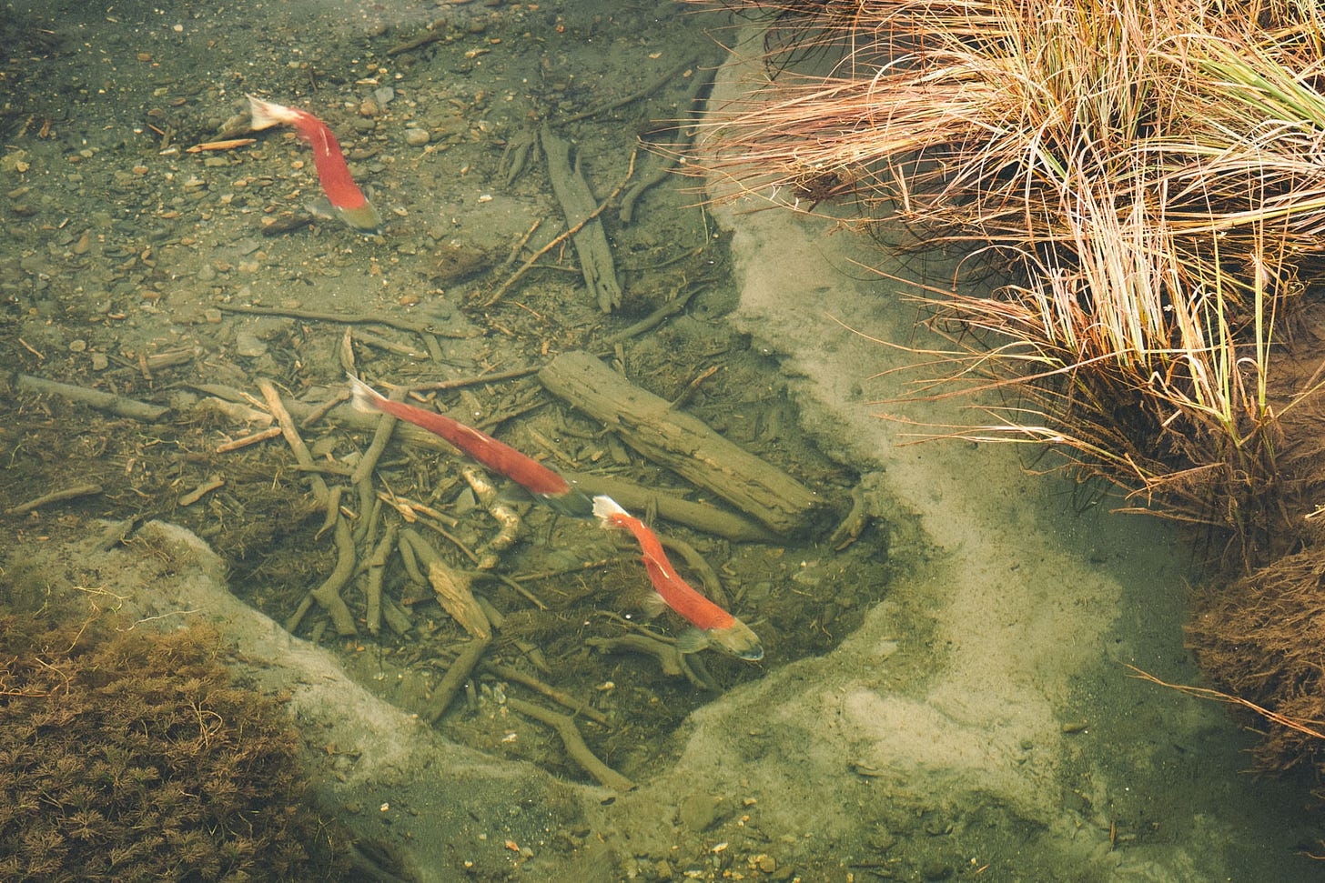 Spawning salmon in Chugach State park, Alaska.