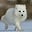 Arctic Fox's avatar