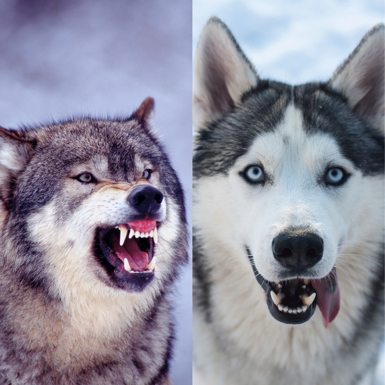 Are dogs and wolves essentially the same? — Casa Luna Canines. Dog  Training. Human Learning.