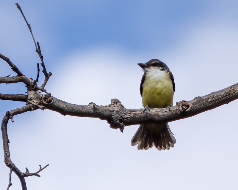 20250822-BoxCanyon-142-Edit.jpg 20250822-BoxCanyon-142-Edit.jpg