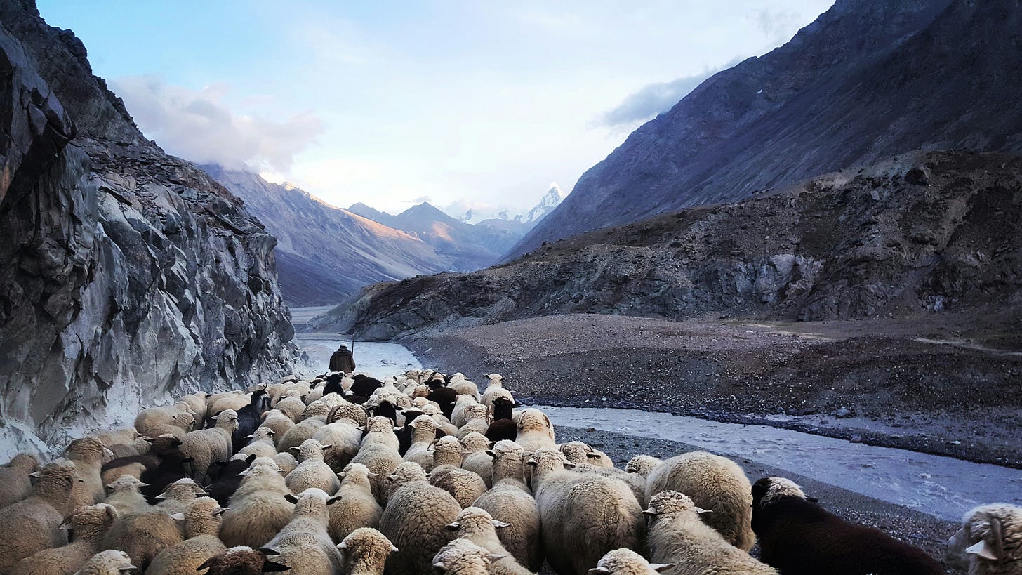 A person driving a large number of sheep down a rural road