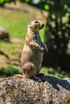 A small animal standing on a rock

AI-generated content may be incorrect.