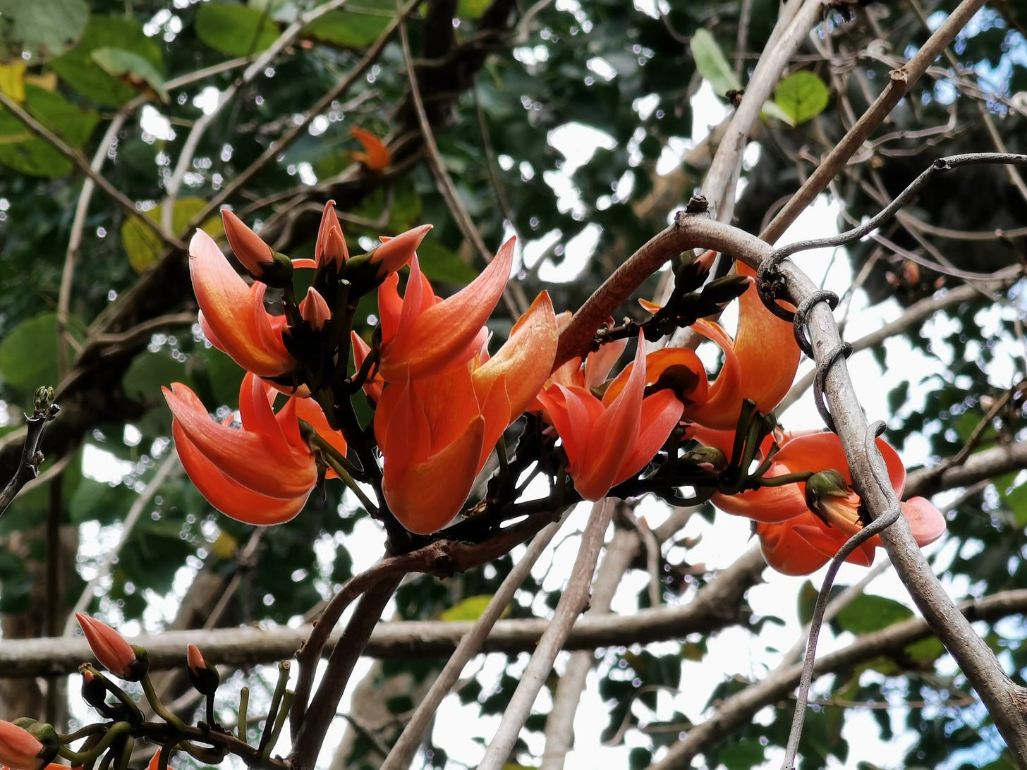 Butea superba · NaturaLista Colombia