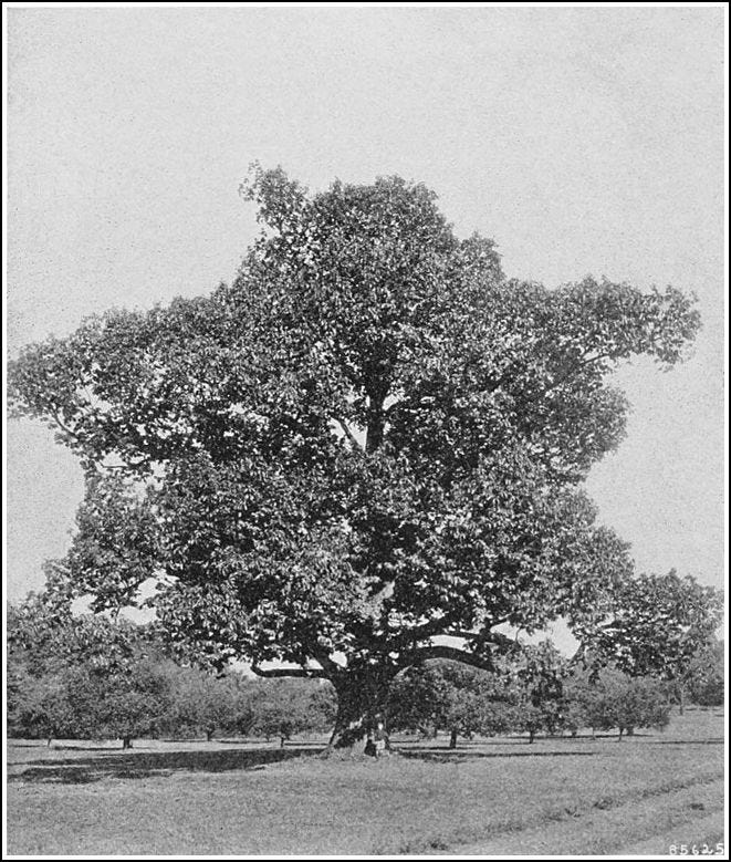 a black and white photo of an absolutely enormous American chestnut tree