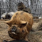 Chains Of Love. Tabs, Thurs., April 9, 2026