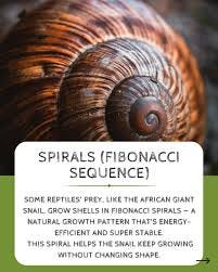 From the spiral of a snail shell to the ...