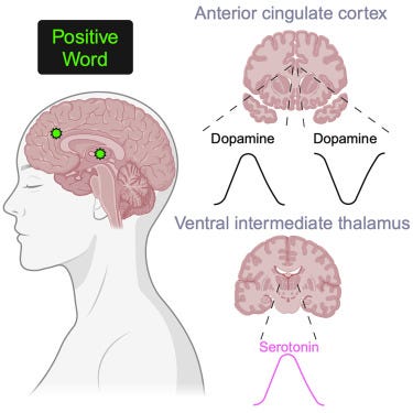 Emotional words evoke region- and valence-specific patterns of concurrent  neuromodulator release in human thalamus and cortex - ScienceDirect