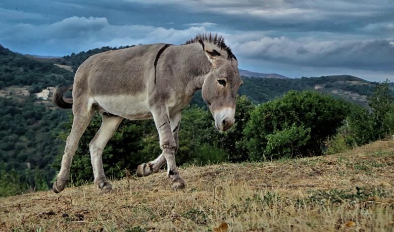 Mountain Donkey - Free Stock Photo by Pixabay on Stockvault.net