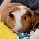 30 Guinea Pig Things I Learned