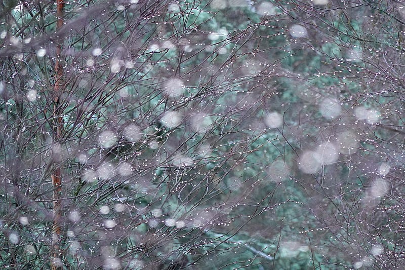 Circular bokeh from water droplets on the branches of a young birch tree echo falling snow