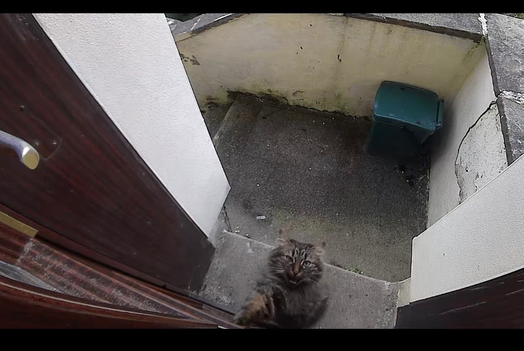 Picture shows a cat scratching and crying at a door, begging to be let in.