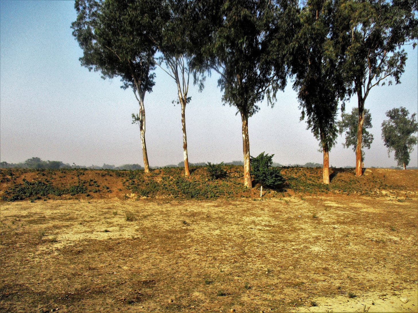 File:Few trees.jpg - Wikimedia Commons