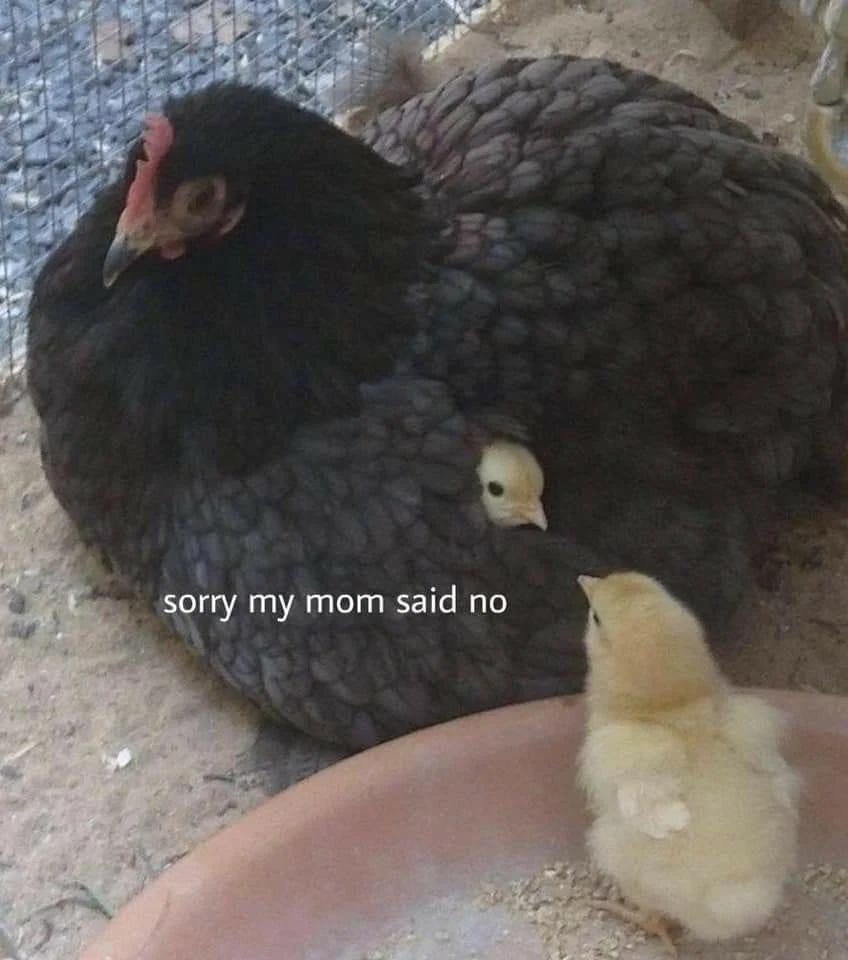 A black hen sitting protectively with yellow chicks, with a humorous caption reading 'sorry my mom said no'.