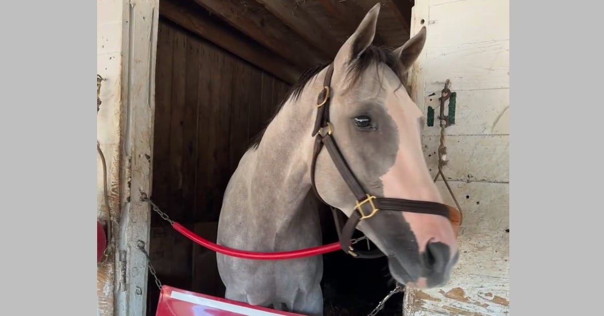 A grey horse looking out of his stall.