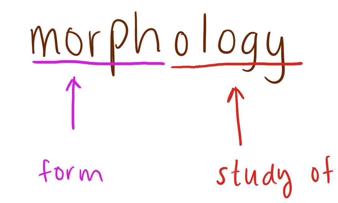 Why every English speaker should know the basics of morphology