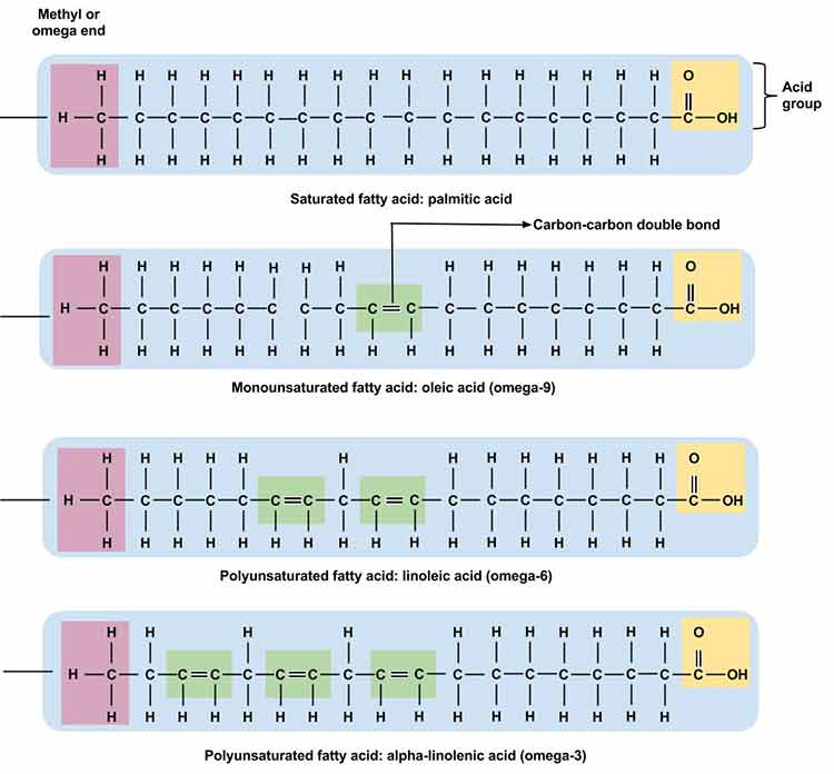flax omega-3 polyunsaturated fat graph flax omega-3 polyunsaturated fat graph