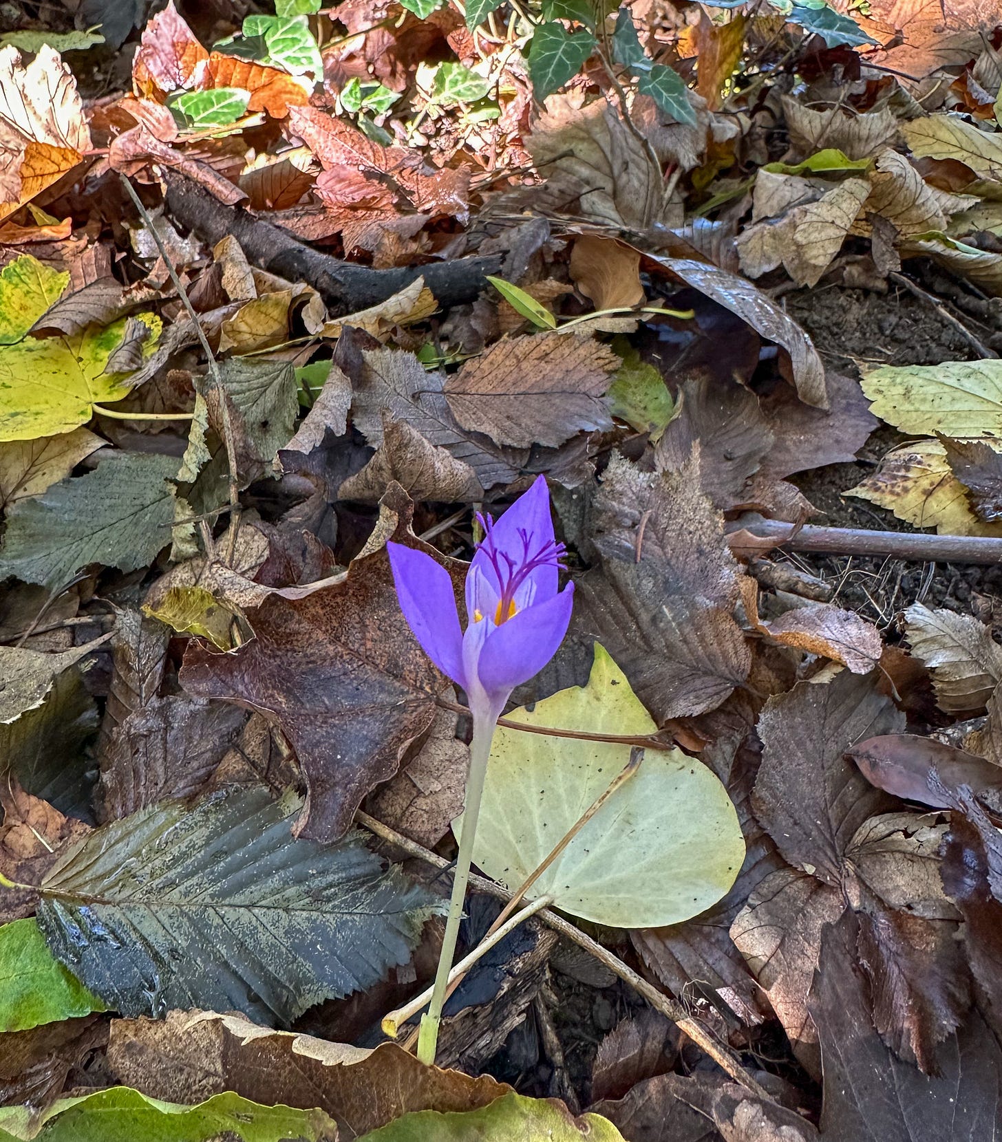 A bright purple crocus blooming among colorful fallen autumn leaves