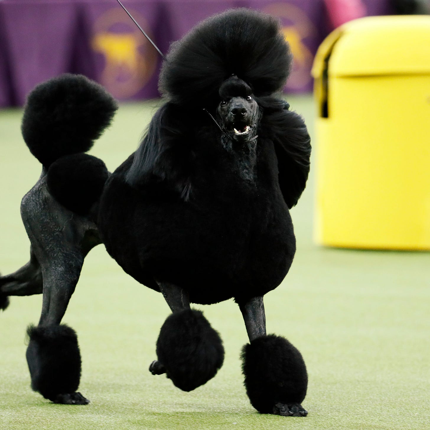 Siba, Westminster Dog Show 2020 Winner, Shares Her Grooming ...