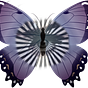 I and the Butterfly's avatar