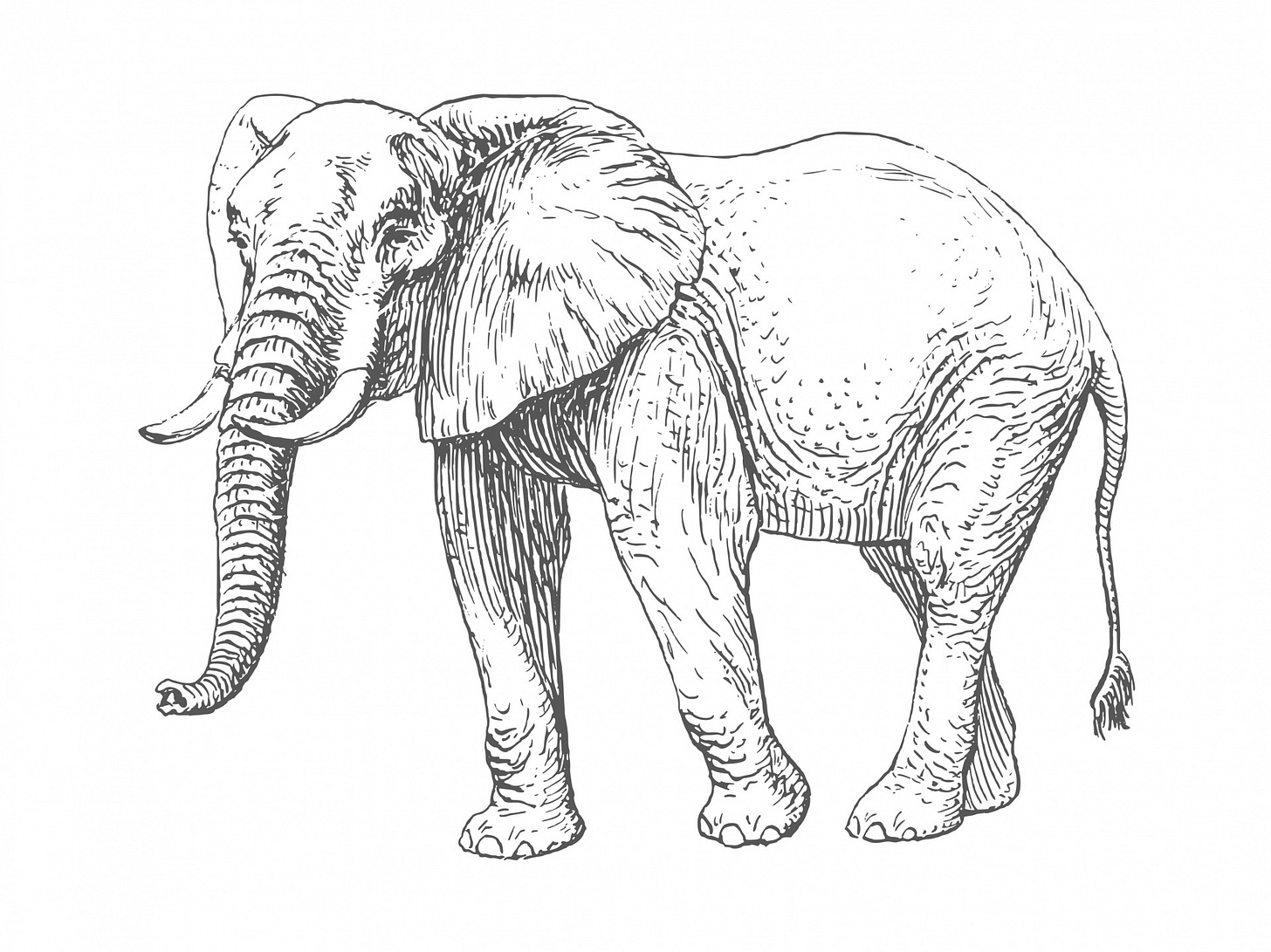 Hand drawn illustration clipart of an elephant isolated on white background