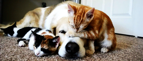 Dog and Cat GIFs | PS Pets